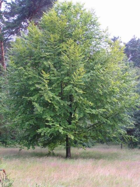 26. Juni 2004